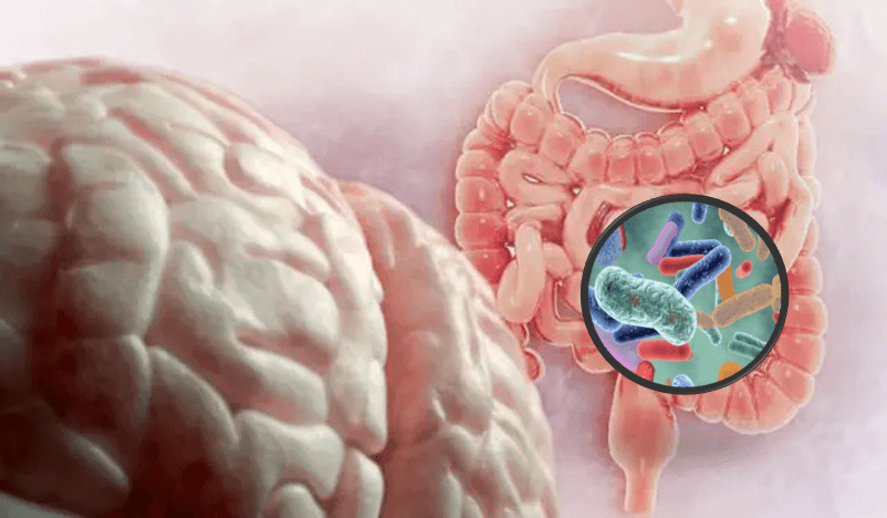 Influencia de la microbiota en el TDAH