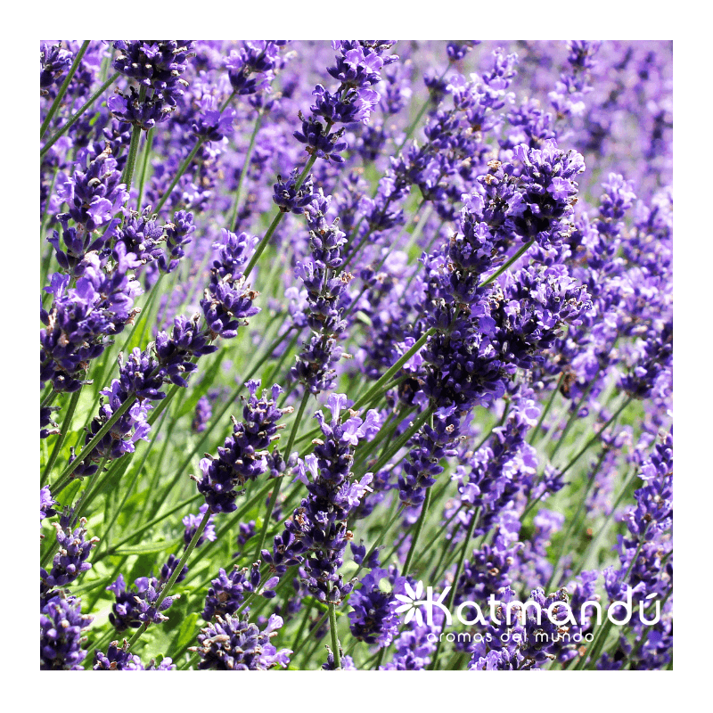 Aceite Esencial Lavanda ORGÁNICO NCh 5ml